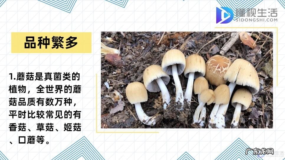食用蘑菇种类大全(图 蘑菇的种类?)