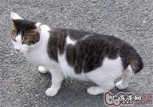 猫咪最厌烦主人哪些行为