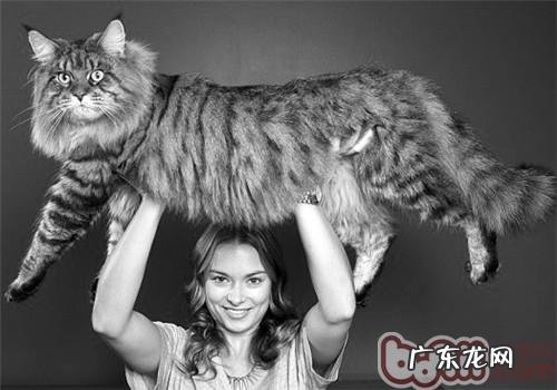 猫食用酸化食物真的好吗?