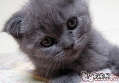 猫咪不爱洗澡怎么办