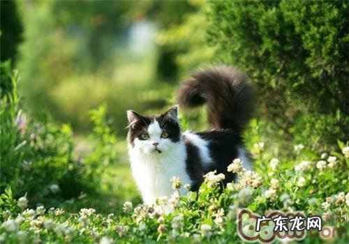 教你怎样给猫咪拍美照