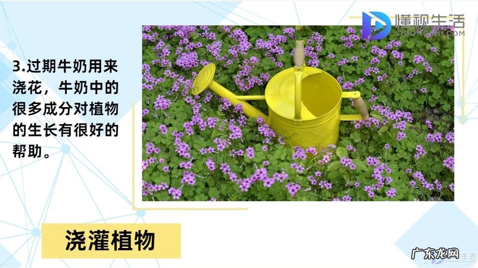 牛奶过期了但没开封? 过期牛奶的用途