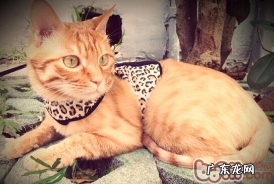 面临全猫粮、幼猫粮、成猫粮,该怎么挑选?