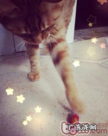 面临全猫粮、幼猫粮、成猫粮,该怎么挑选?