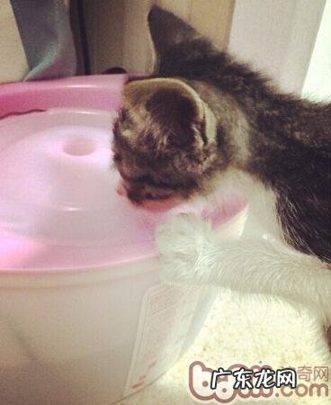 面临全猫粮、幼猫粮、成猫粮,该怎么挑选?