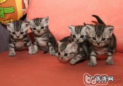 具有超强治好力的猫咪呼噜声