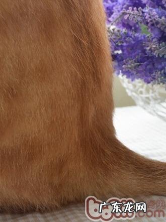 怎么让宠物具有健康的被毛?怎么理性挑选宠物美毛产品?人类的鱼油合适猫吗?