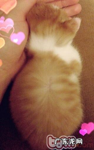 怎么让宠物具有健康的被毛？怎么理性挑选宠物美毛产品？人类的鱼油合适猫吗？