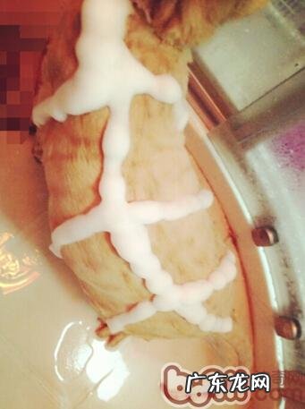 怎么让宠物具有健康的被毛?怎么理性挑选宠物美毛产品?人类的鱼油合适猫吗?