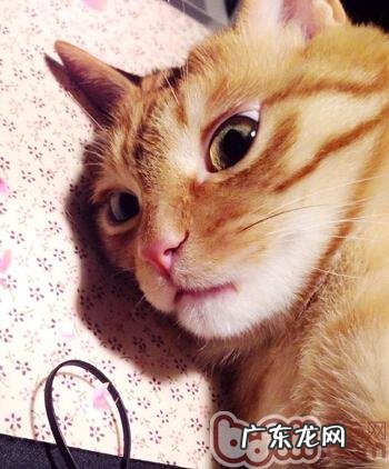 怎么让宠物具有健康的被毛？怎么理性挑选宠物美毛产品？人类的鱼油合适猫吗？