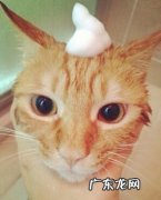 怎么让宠物具有健康的被毛？怎么理性挑选宠物美毛产品？人类的鱼油合适猫吗？