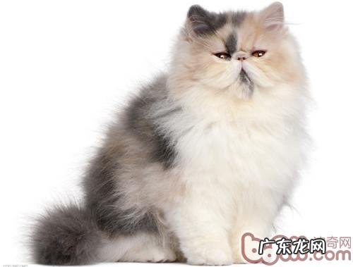 波斯猫的日常办理之洗澡