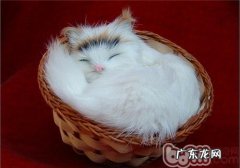 你对猫咪的行为知晓多少呢