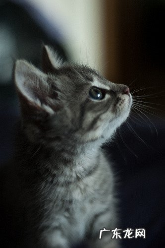 晃呼啦圈是减掉上腹部的赘肉还是下腹部的赘肉?