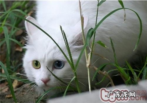 山东狮子猫掉毛原因剖析