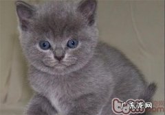 定时整理猫咪脚底毛有必要