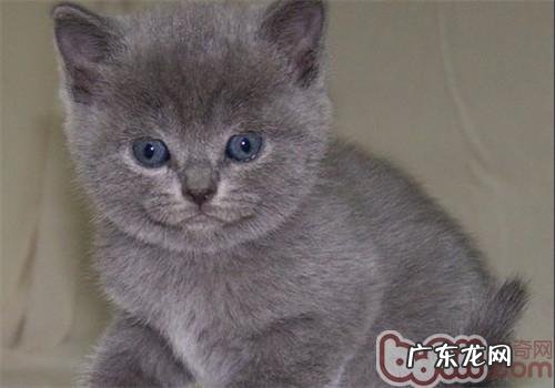 定时整理猫咪脚底毛有必要