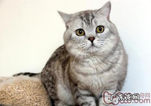 猫咪水疗优点多