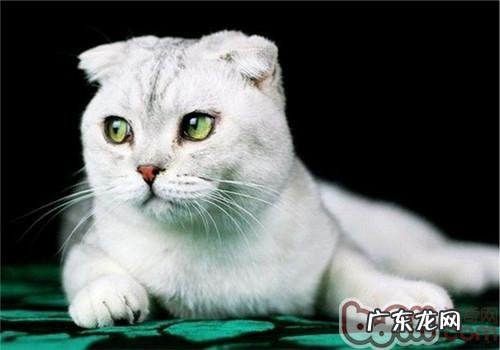 猫咪高空跳楼为什么不死呢