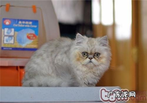 养猫的害处在哪里?