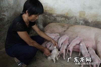 母猪在怀孕前后的管理方法?