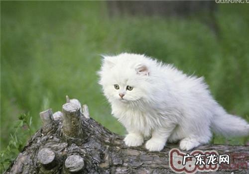 猫咪体表里都有哪些寄生虫