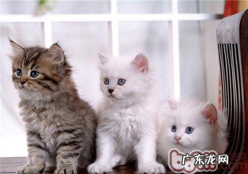 延伸猫咪寿数的办法