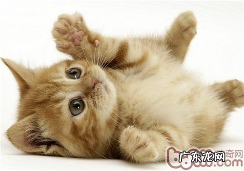 猫咪美毛小技巧