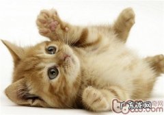 哪些东西猫咪不能吃