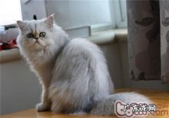 怎样帮金吉拉猫做美容