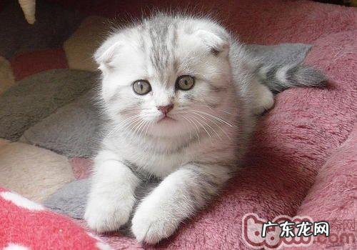 你适合养什么种类的猫咪呢?
