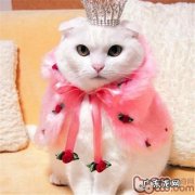 东方短毛猫的猫言猫语详解