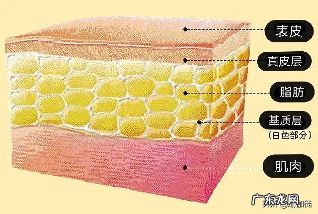 比较胖，如何将肚子上的肉减掉？