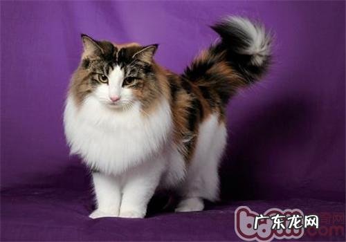 怎么选择挪威森林猫