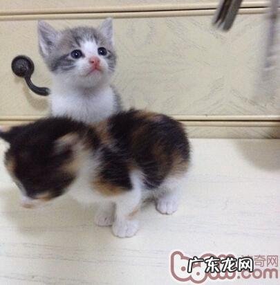 四招应对猫咪吃药难的问题