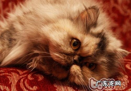 你真的以为是你驯服了猫咪吗