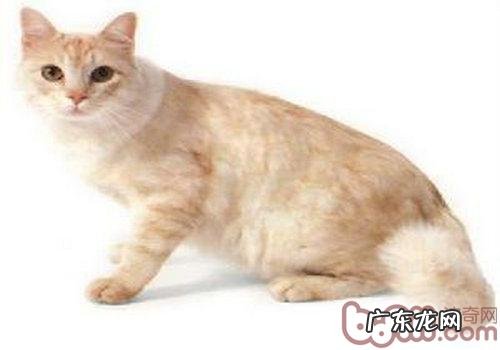 关于蒂法尼猫的介绍