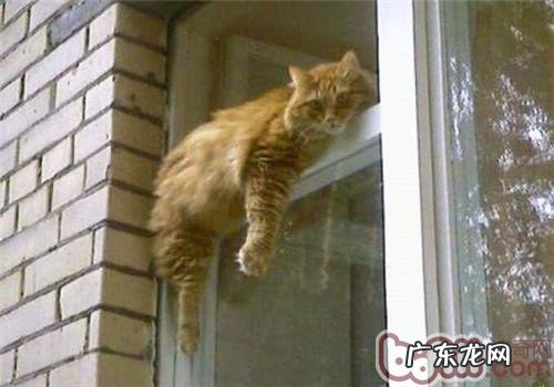 猫咪贪睡的原因