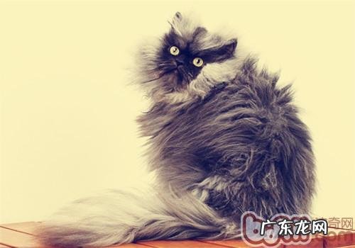 猫咪毛发枯燥怎么办