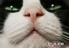 怎样维护猫咪牙齿的健康