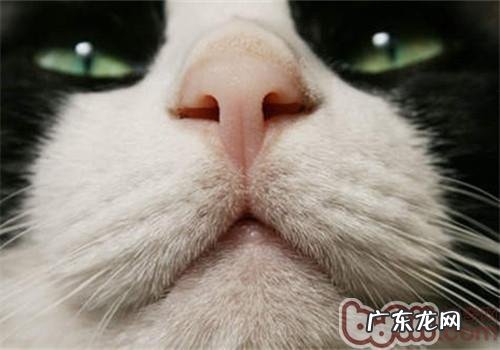 怎样维护猫咪牙齿的健康