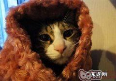 怎么避免猫咪食入过多体毛