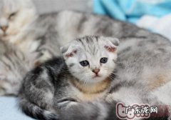 幼猫多大时能够送人