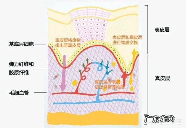 请问,什么眼霜可以促进眼部血液循环