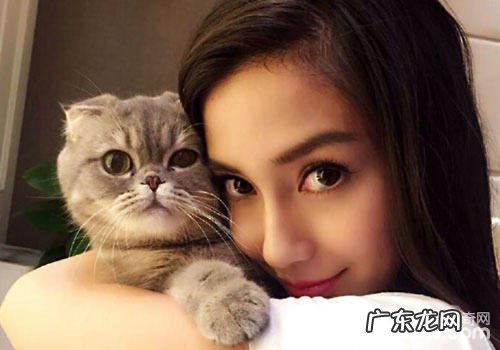 姚晨怀有猫咪，为什么明星都爱猫？