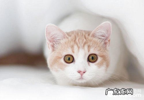 皇家猫粮怎么样？