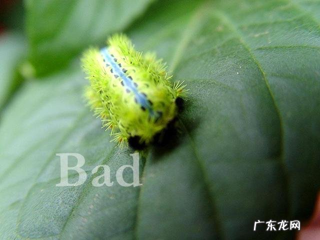 这种白色的虫子是什么，我家花的叶子上有好多 附虫图 毒虫图片大全大图排行榜