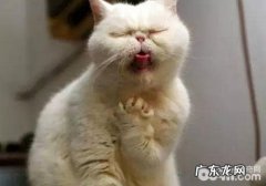 爱猫就来学猫语吧