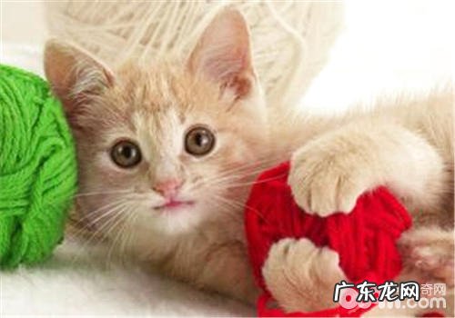 常见猫咪玩具的性价比剖析陈述