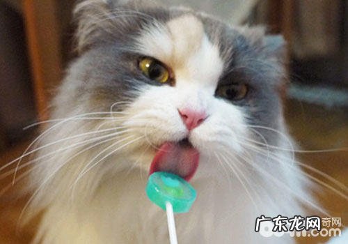 猫咪爱吃甜食吗？